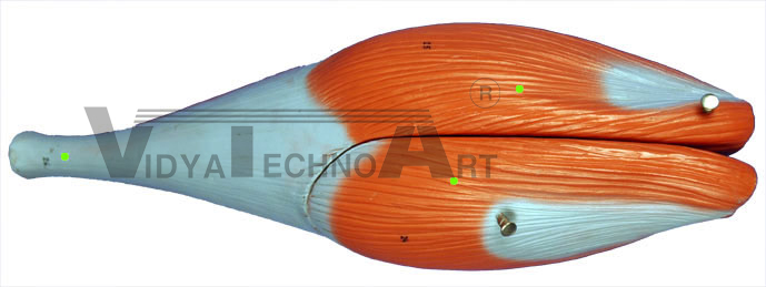 Gastrocnemius